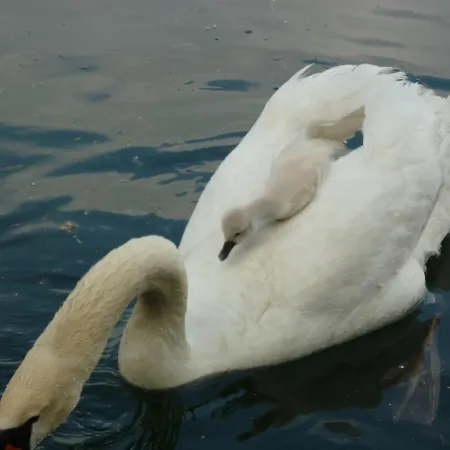 Au Petit Canal De Colmar 3 Apartment Kunheim
